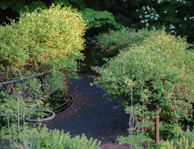 Coral honeysuckle living its best life along a walkway at Chanticleer garden