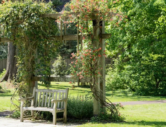 Wooden garden bench under a vine-covered arbor with red flowers, in bright, green surroundings.