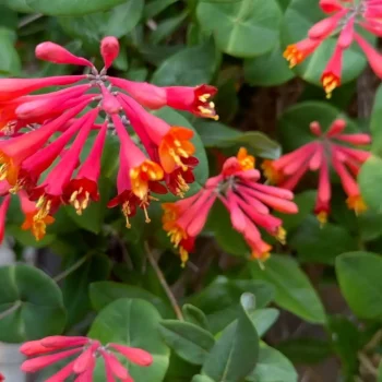 coral-honeysuckle-vine-in-flower