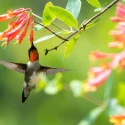 coral-honeysuckle-with-a-hummingbird-native-vine