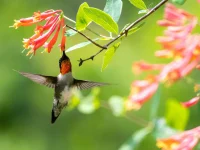 coral-honeysuckle-with-a-hummingbird-native-vine