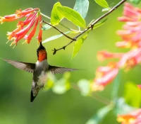 coral-honeysuckle-with-a-hummingbird-native-vine