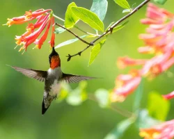 coral-honeysuckle-with-a-hummingbird-native-vine