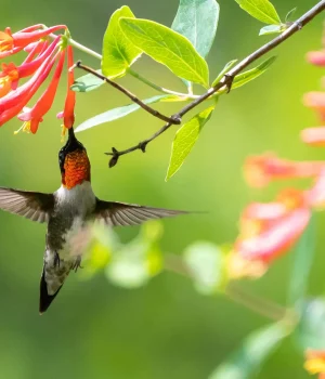 coral-honeysuckle-with-a-hummingbird-native-vine coral-honeysuckle-with-a-hummingbird-native-vine