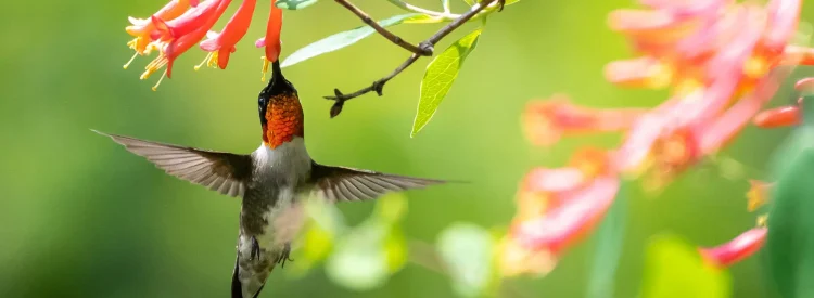 coral-honeysuckle-with-a-hummingbird-native-vine