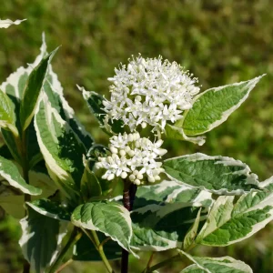 cornus-alba-nonnative-shrub-Elegantissima