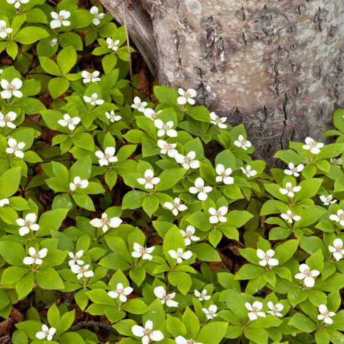 Native Plants That Love Acidic Soil - The Plant Native