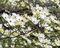 cornus-florida-eastern-flowering-dogwood-in-bloom #image_title