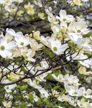 cornus-florida-eastern-flowering-dogwood-in-bloom #image_title