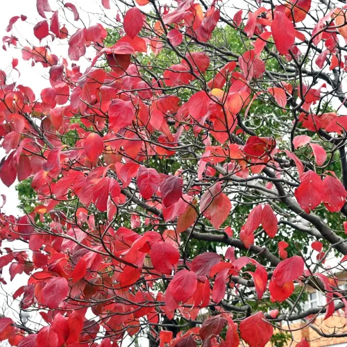 cornus-florida-eastern-flowering-dogwood-in-the-fall cornus-florida-eastern-flowering-dogwood-in-the-fall