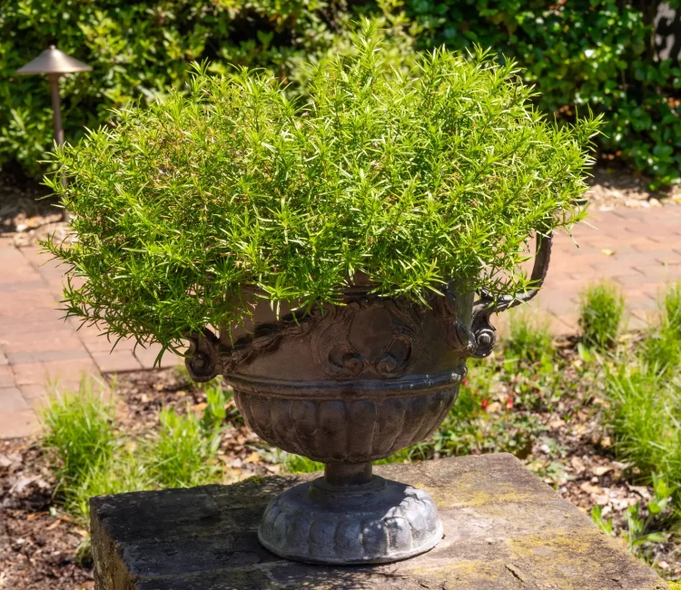 Creeping phlox also looks great in containers