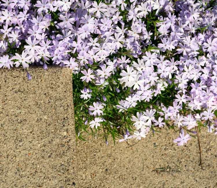 Plant creeping phlox along a walkway for a bright welcome mat
