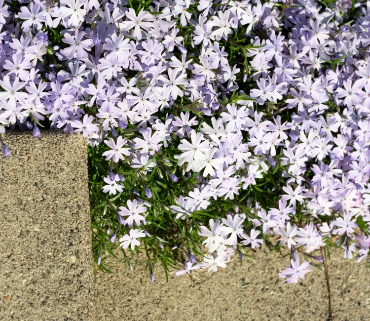 Creeping phlox tumbling along a stairway