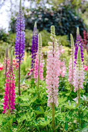 cultivar-lupines-not-native-plants