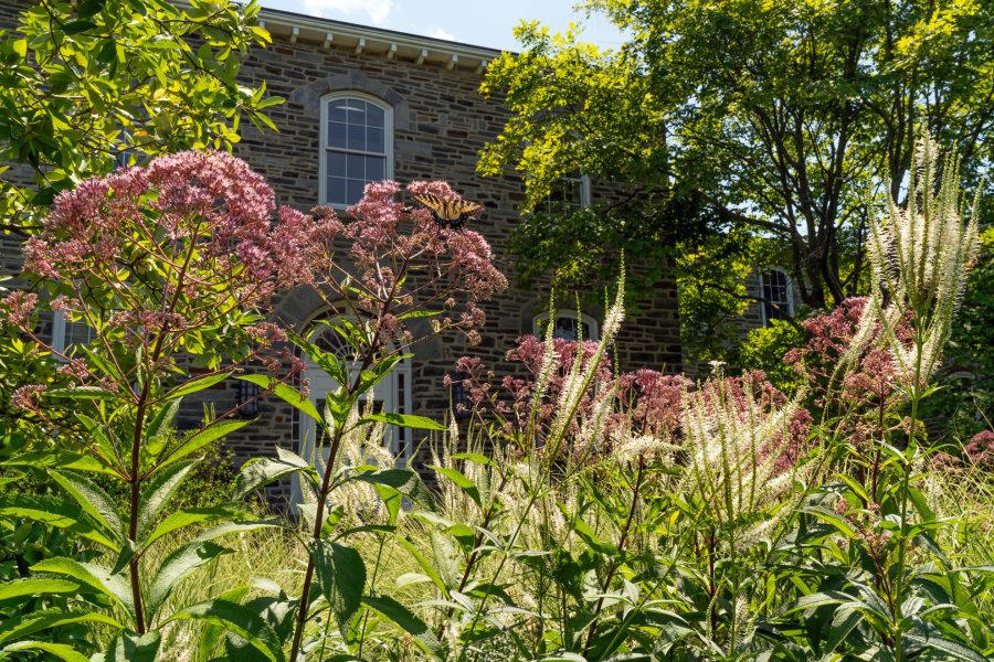 culvers-root-joe-pye-weed-native-landscaping Two decision landscaping: Joe Pye weed and Culver's root