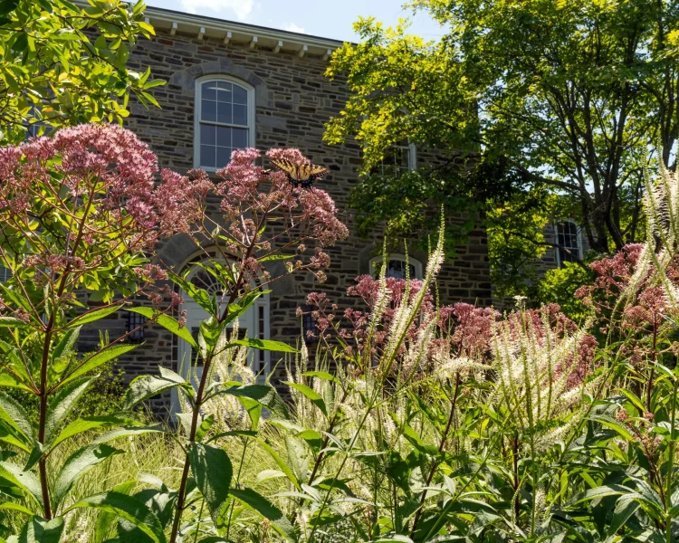 Two decision landscaping: Joe Pye weed and Culver's root