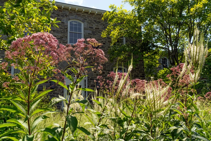 Two decision landscaping: Joe Pye weed and Culver's root