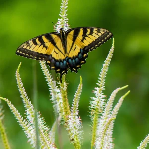 culvers-root-native-plant-for-rain-gardens