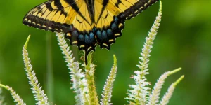 culvers-root-native-plant-for-rain-gardens
