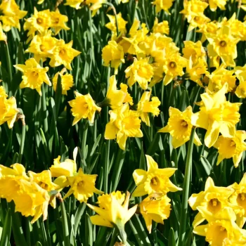 daffodils-non-native-bulbs