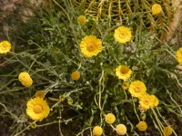 Close-up of bright yellow daisy-like flowers on thin green stems in a sunny, dry garden bed