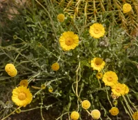 Close-up of bright yellow daisy-like flowers on thin green stems in a sunny, dry garden bed