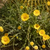 Close-up of bright yellow daisy-like flowers on thin green stems in a sunny, dry garden bed