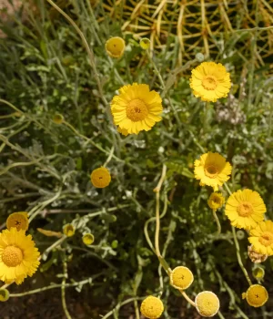 Close-up of bright yellow daisy-like flowers on thin green stems in a sunny, dry garden bed
