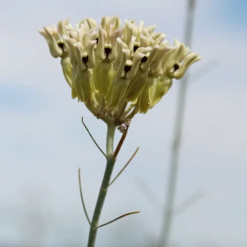 Close-up of a pale yellow-green flower head on a tall stem against a blue sky.
