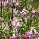 desert-willow-flowers-up-close-native-landscaping