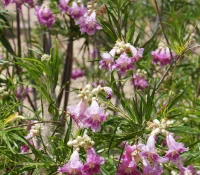desert-willow-flowers-up-close-native-landscaping