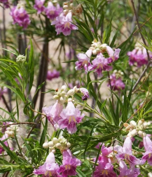 desert-willow-flowers-up-close-native-landscaping desert-willow-flowers-up-close-native-landscaping