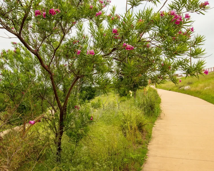 Prune desert willow into a small tree, and let it shine along a border