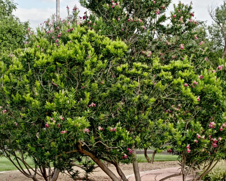 Plant a few for a hedgerow