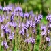 detail-blue-vervain-native-gardening