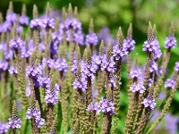 detail-blue-vervain-native-gardening