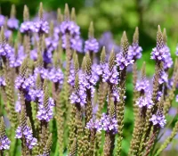 detail-blue-vervain-native-gardening