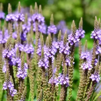 detail-blue-vervain-native-gardening