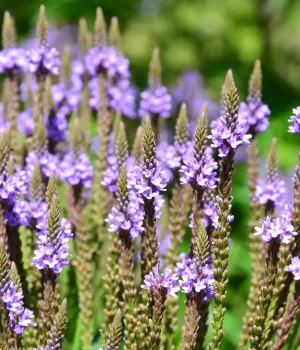 detail-blue-vervain-native-gardening detail-blue-vervain-native-gardening