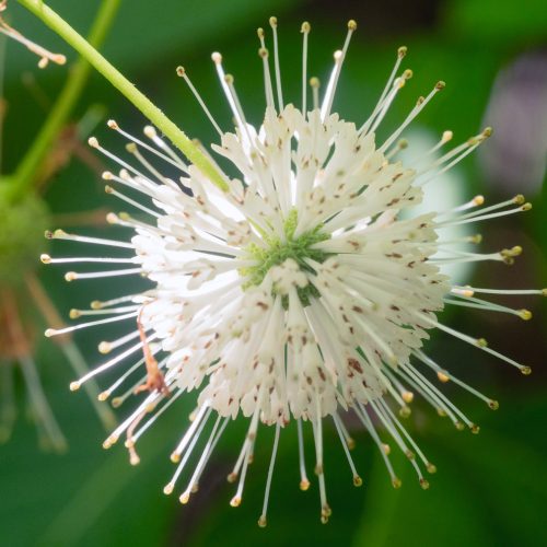detail-buttonbush-pollinator-native-flower-bloom detail-buttonbush-pollinator-native-flower-bloom