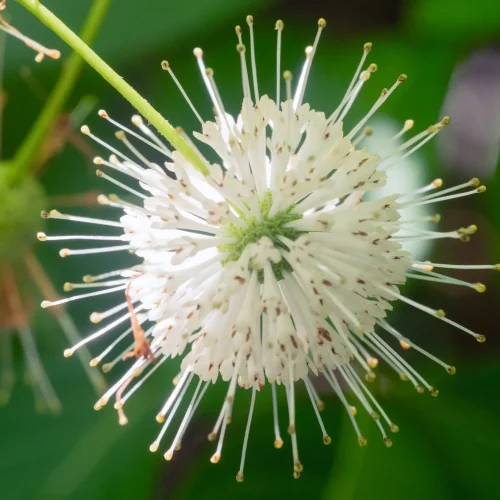 detail-buttonbush-pollinator-native-flower-bloom