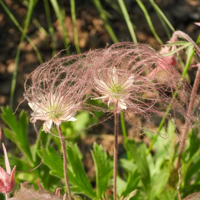 detail-of-a-prairie-smoke-seed-head #image_title