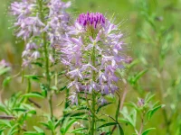 Close-up of a purple allium flower with long stamens in a sunny garden setting.