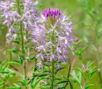 Close-up of a purple allium flower with long stamens in a sunny garden setting.