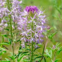 Close-up of a purple allium flower with long stamens in a sunny garden setting.