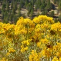 detail-of-rubber-rabbitbush-native-shrub