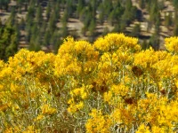 detail-of-rubber-rabbitbush-native-shrub