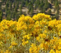 detail-of-rubber-rabbitbush-native-shrub