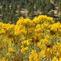 detail-of-rubber-rabbitbush-native-shrub