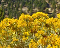 detail-of-rubber-rabbitbush-native-shrub
